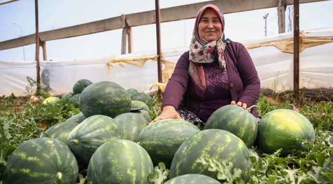 ANTALYA'DA KARPUZ HASADI
