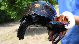 Zift içindeki 3 kaplumbağa kurtarıldı