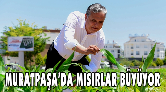 MURATPAŞA’DA MISIRLAR BÜYÜYOR