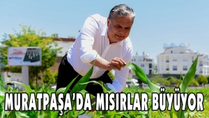 MURATPAŞA’DA MISIRLAR BÜYÜYOR