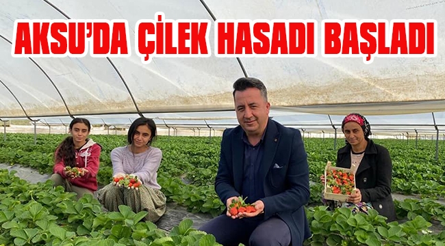 AKSU’DA ÇİLEK HASADI BAŞLADI