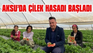 AKSU’DA ÇİLEK HASADI BAŞLADI