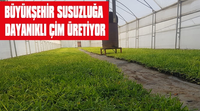 BÜYÜKŞEHİR SUSUZLUĞA DAYANIKLI ÇİM ÜRETİYOR