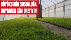 BÜYÜKŞEHİR SUSUZLUĞA DAYANIKLI ÇİM ÜRETİYOR