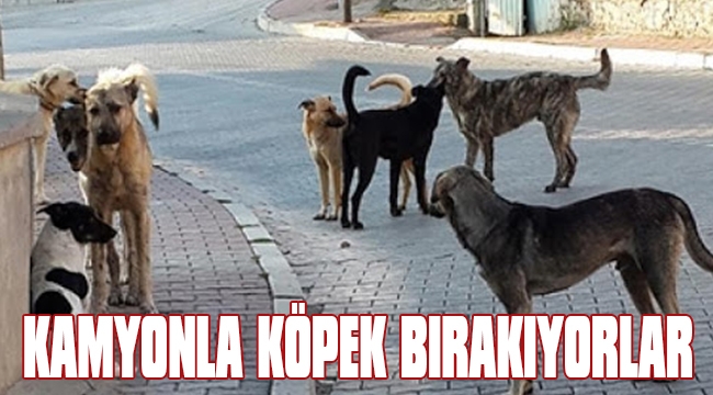 KAMYONLA KÖPEK BIRAKIYORLAR