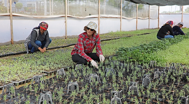  BÜYÜKŞEHİR, ÇİFTÇİYE DESTEK İÇİN TIBBİ VE AROMATİK BİTKİ ÜRETİYOR 