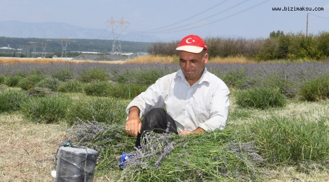 AKSU'DA LAVANTA HASADI BAŞLADI