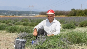 AKSU'DA LAVANTA HASADI BAŞLADI 