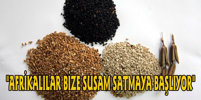 "AFRİKALILAR BİZE SUSAM SATMAYA BAŞLIYOR"