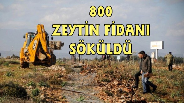 AKSU'DA 800 ZEYTİN FİDANI SÖKÜLDÜ