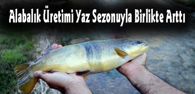 Alabalık Üretimi Yaz Sezonuyla Birlikte Arttı