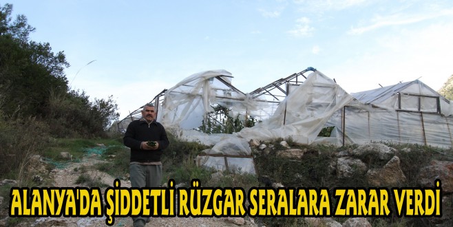 ALANYA'DA ŞİDDETLİ RÜZGAR SERALARA ZARAR VERDİ