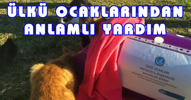 Antalya Ülkü Ocakları'ndan Sokak Hayvanlarına Barınak ve Mama Yardımı