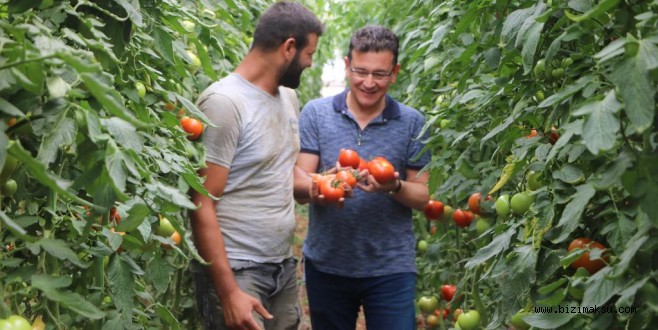 ATAY USLU DOMATES VE ELMA BAHÇELERİNDE
