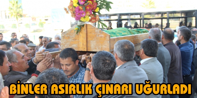 BİNLER ASIRLIK ÇINARI UĞURLADI