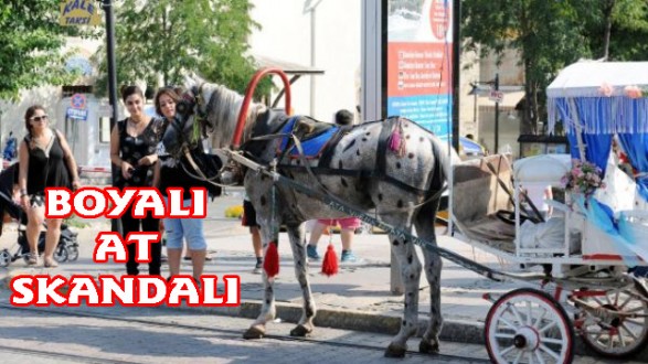 BOYALI AT SKANDALI
