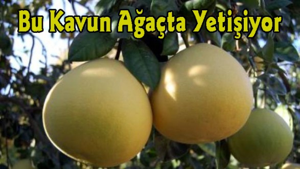 Bu Kavun Ağaçta Yetişiyor