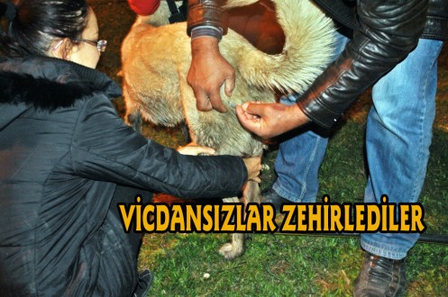 BUNLAR NEREDE YAŞAYACAK