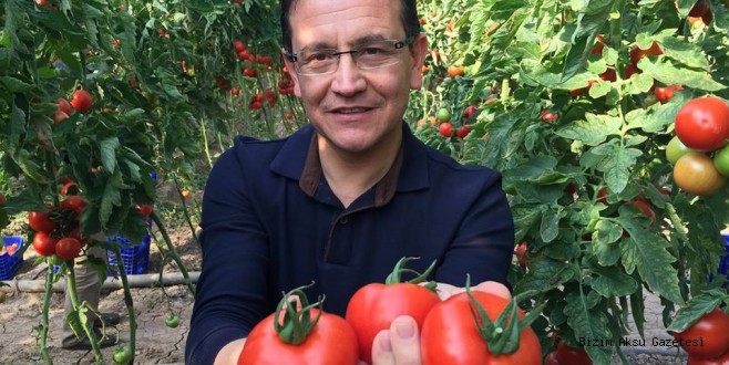 ÇALIŞMA MASALARINA DOMATES TAKVİMİ