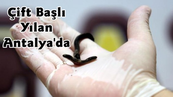 Çift Başlı Yılan Antalya'da