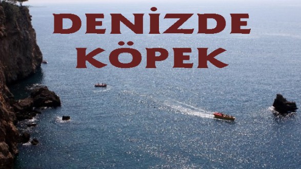 Denize Düşen Köpek İçin Alarma Geçildi