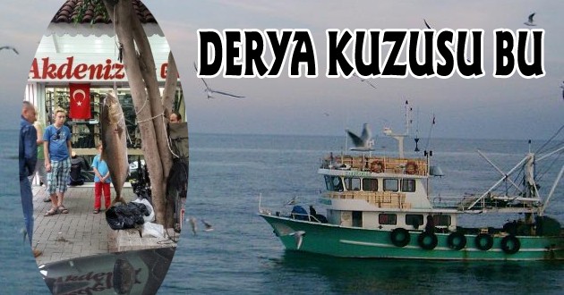 Derya Kuzusu Amatör Balıkçının Oltasına Takıldı