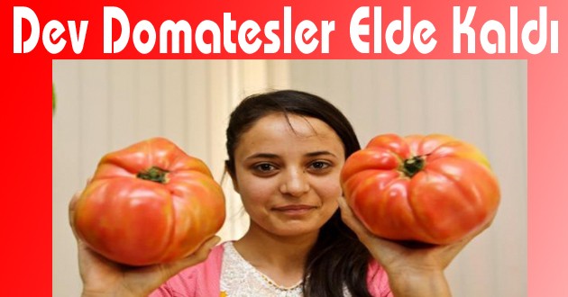 Dev Domatesler Elde Kaldı