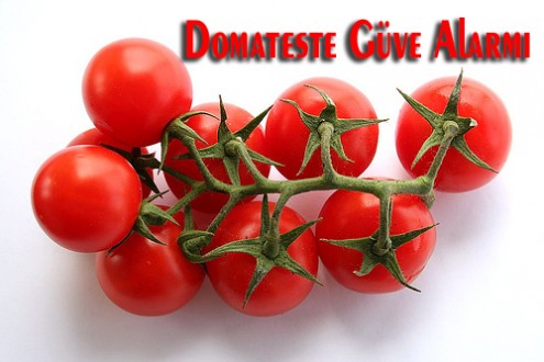 DOMATES GÜVESİ TUTA ALARMI