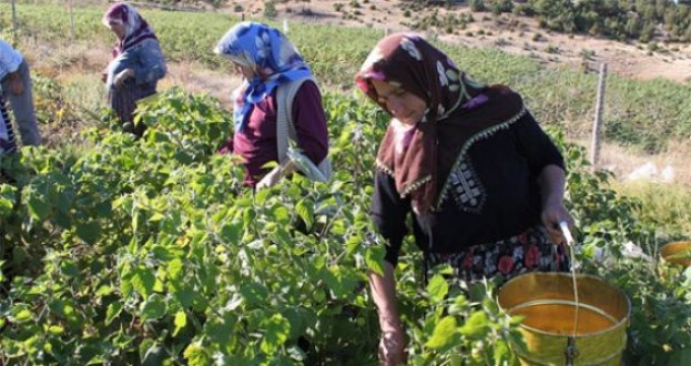 Kadın çiftçiler yarışıyor