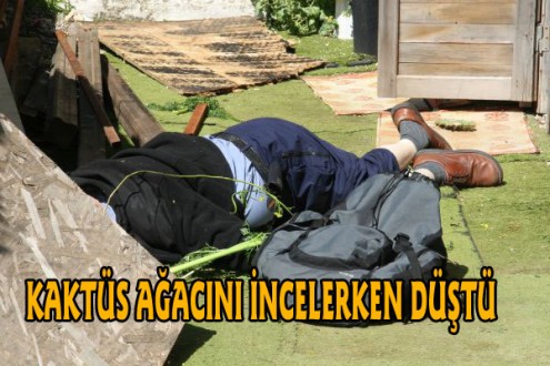 Kaktüs ağacını incelerken canından oldu