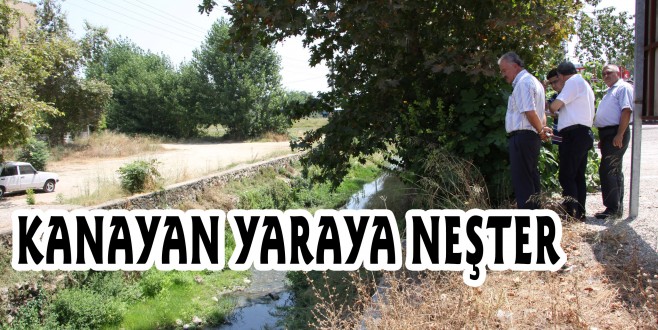 KANAYAN YARAYA NEŞTER