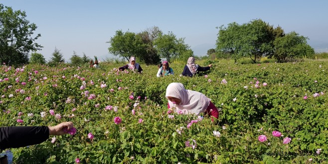 KONYAALTI KADIN ÇİFTÇİLERİ GÜL HASADINDA