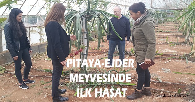 KONYAALTINDA PİTAYA-EJDER MEYVESİNDE İLK HASAT