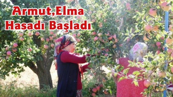 Korkuteli'nde Armut ve Elma Hasadı Başladı