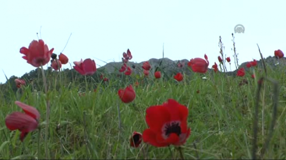 Kumluca'da Bahar Üçüncü Cemreyi Beklemedi