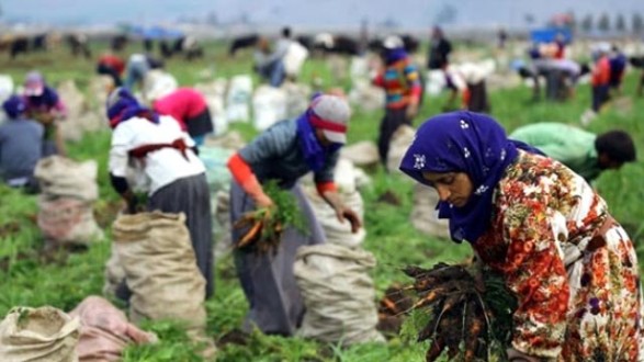 Mevsimlik İşçilerin Günlük Çalışma Ücreti 48 Lira