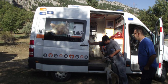 Ölüme Terk Edilen Köpeklere Büyükşehir Sahip Çıktı