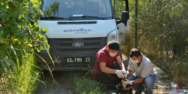 Ölüme Terk Edilen Köpeklere Sahip Çıktı