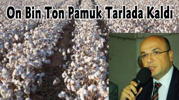 On Bin Ton Pamuk Tarlada Kaldı