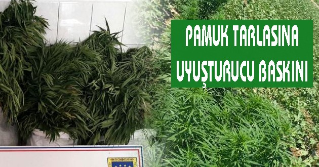 PAMUK TARLASINA UYUŞTURUCU BASKINI