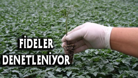 Sağlıklı Üretim İçin Fideler Denetleniyor