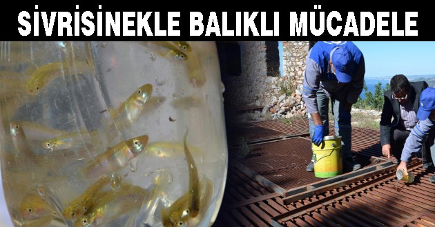  SİVRİSİNEKLE BALIKLI MÜCADELE