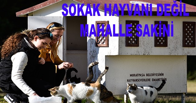 SOKAK HAYVANI DEĞİL MAHALLE SAKİNİ