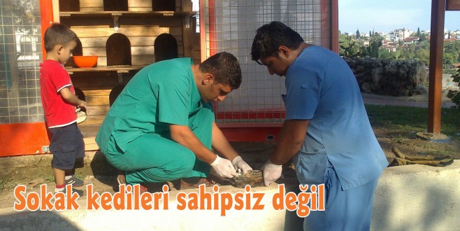 Sokak kedileri sahipsiz değil