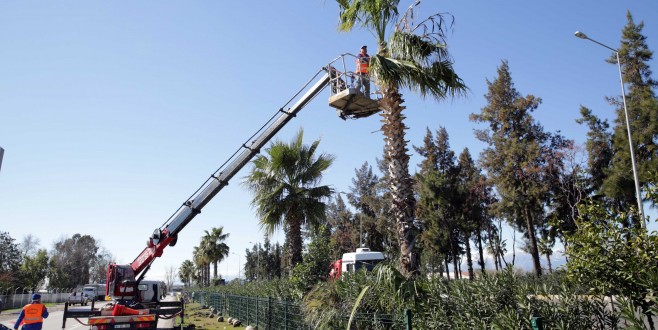 Sökülen palmiyeler Kadınlar Plajı’nda