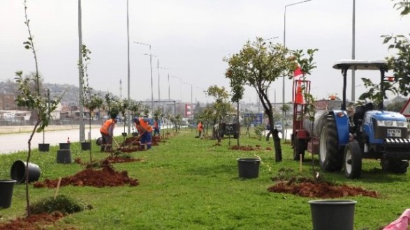 Sökülen Turunçlar Antalya'nın Girişini Süsledi