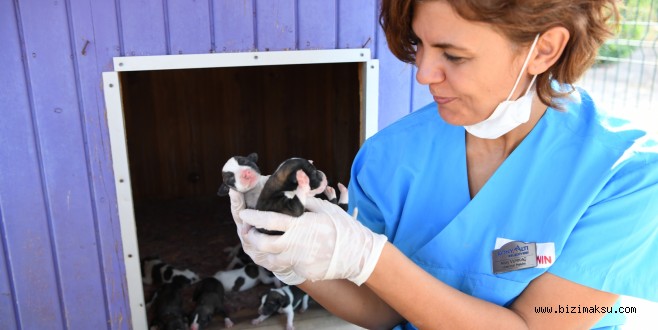 SU BORUSUNA SIKIŞAN KÖPEKLERE YARDIM ELİ