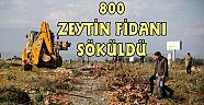 AKSU'DA 800 ZEYTİN FİDANI SÖKÜLDÜ