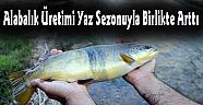 Alabalık Üretimi Yaz Sezonuyla Birlikte Arttı