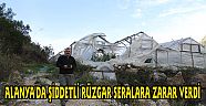 ALANYA'DA ŞİDDETLİ RÜZGAR SERALARA ZARAR VERDİ